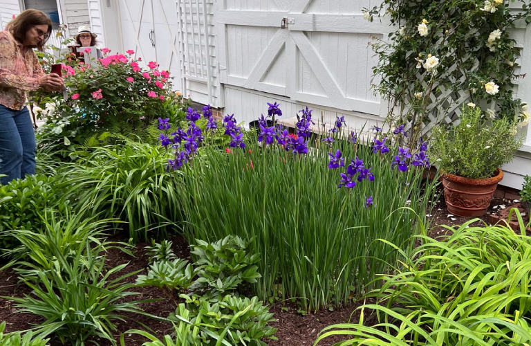 A garden with purple flowers and green plants.