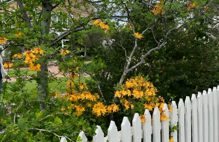 A white picket fence with yellow flowers in the background.