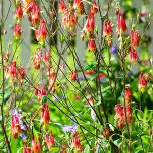 A close up of some flowers in the grass