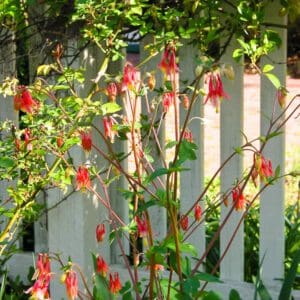 A bush with red flowers growing next to a white fence.