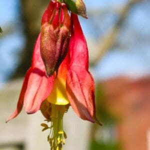 A red flower with yellow petals hanging from it.