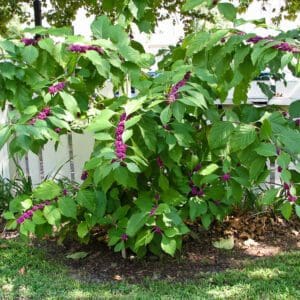 A bush with purple flowers growing in the middle of it.