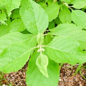 A close up of the leaves on a plant