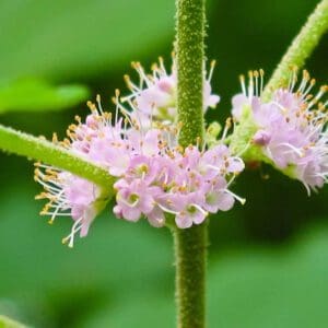 A close up of the flowers on a plant