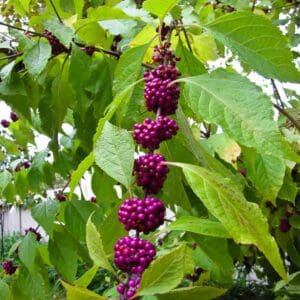 A close up of purple berries on a tree