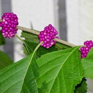 A close up of some purple berries on a plant