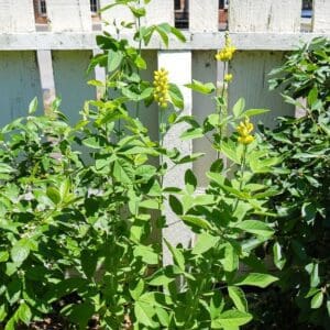 A white fence with green plants growing in it.