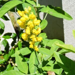 A yellow flower is growing in the middle of a garden.