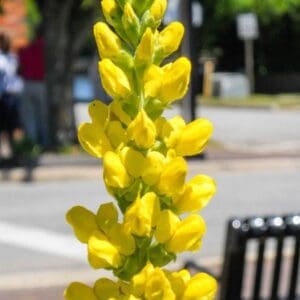 A yellow flower is in the foreground of this picture.