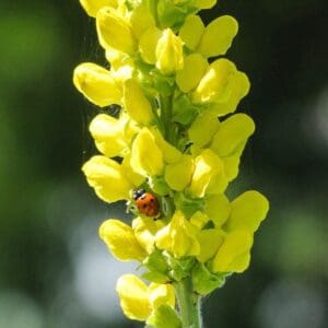 A yellow flower with a bug on it