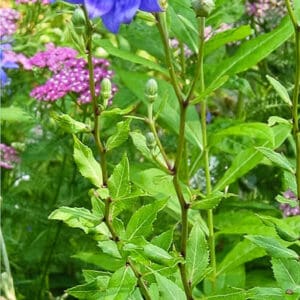 A close up of some purple flowers in the grass.