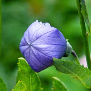 A blue flower is sitting on the green leaves.