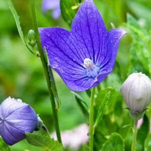 A purple flower with white flowers in the background.