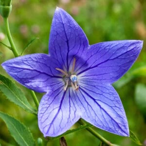 A close up of the flower of a balloon plant