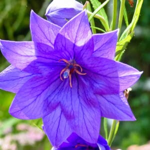 A purple flower with green leaves in the background.